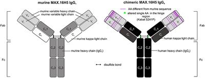 The Epitope-Specific Anti-human CD4 Antibody MAX.16H5 and Its Role in Immune Tolerance